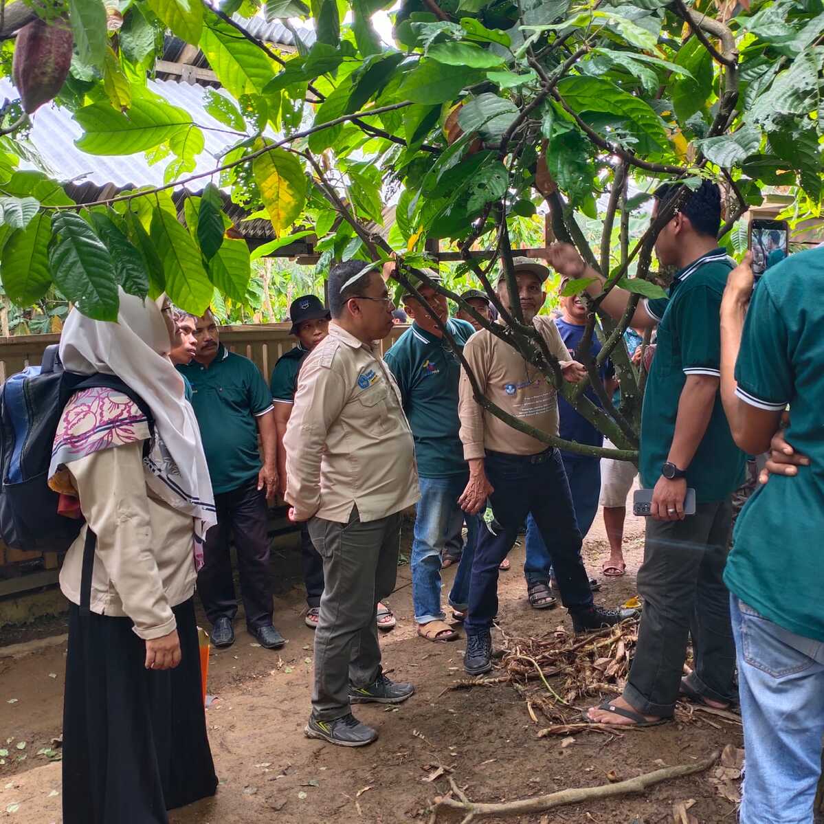 Unasman Dorong Pengembangan Kakao Melalui Sekolah Lapang